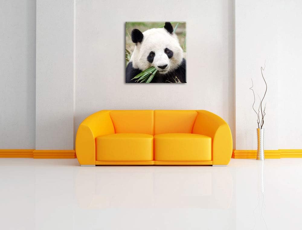 Pandabär frisst Bambus, Format: 70x70 auf Leinwand, XXL riesige Bilder fertig gerahmt mit Keilrahmen