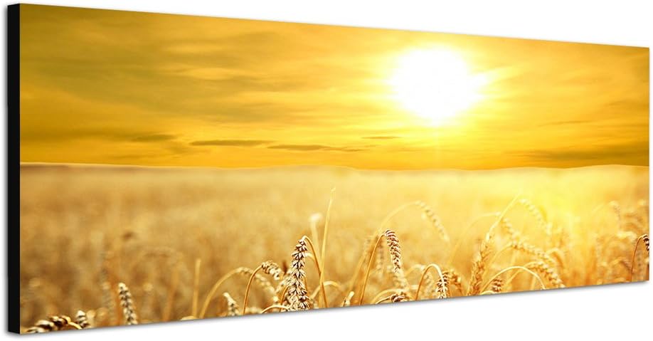 Paul Sinus Art Panoramabild auf Leinwand und Keilrahmen 150x50cm Kornfeld Spätsommer Sonnenuntergang