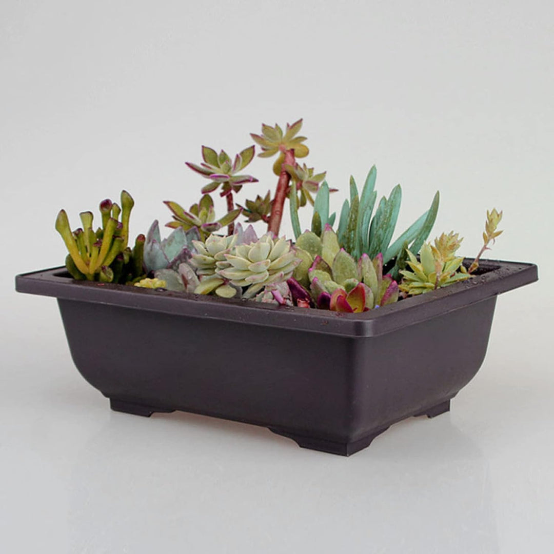 6 Stück Bonsai-Trainingstöpfe mit Tablett Rechteck Blumentopf Bonsai Schale Sukkulenten Klein Pflanz