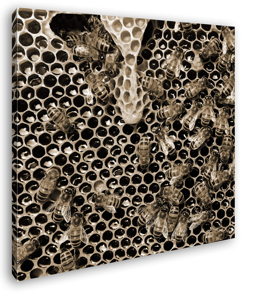 deyoli atemberaubende Honigwabe mit Bienen im Format: 70x70 Effekt: Sepia als Leinwandbild, Motiv au