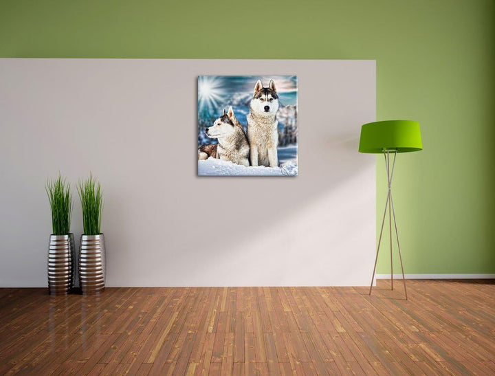 Zwei wilde Huskies, Format: 70x70 auf Leinwand, XXL riesige Bilder fertig gerahmt mit Keilrahmen, Ku