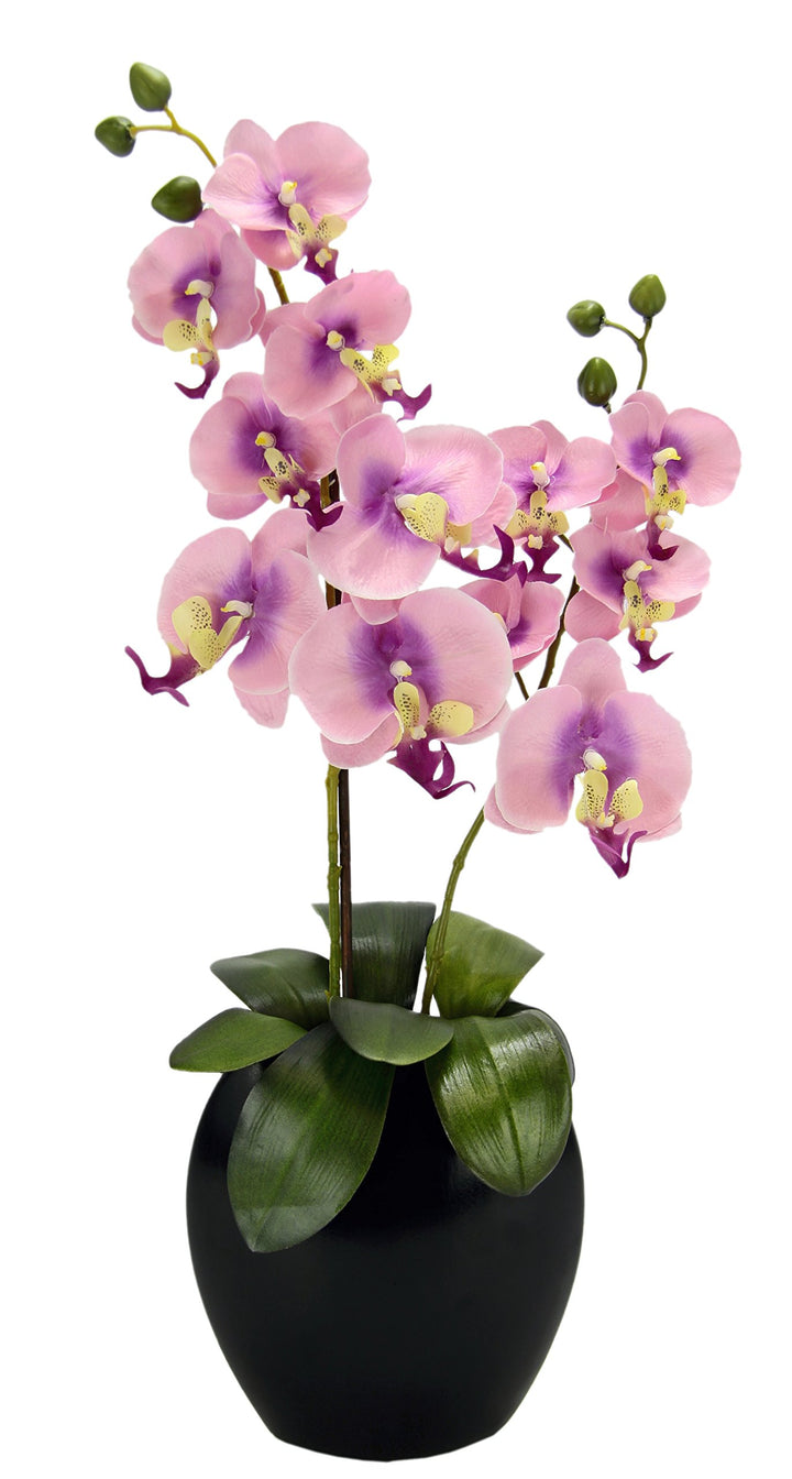 Orchidee in Vase Rosa, Rosa