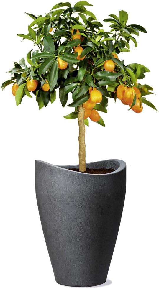 Scheurich Wave Globe High, Hochgefäss aus Kunststoff, Schwarz-Granit, 29,8 cm Durchmesser, 40 cm hoc