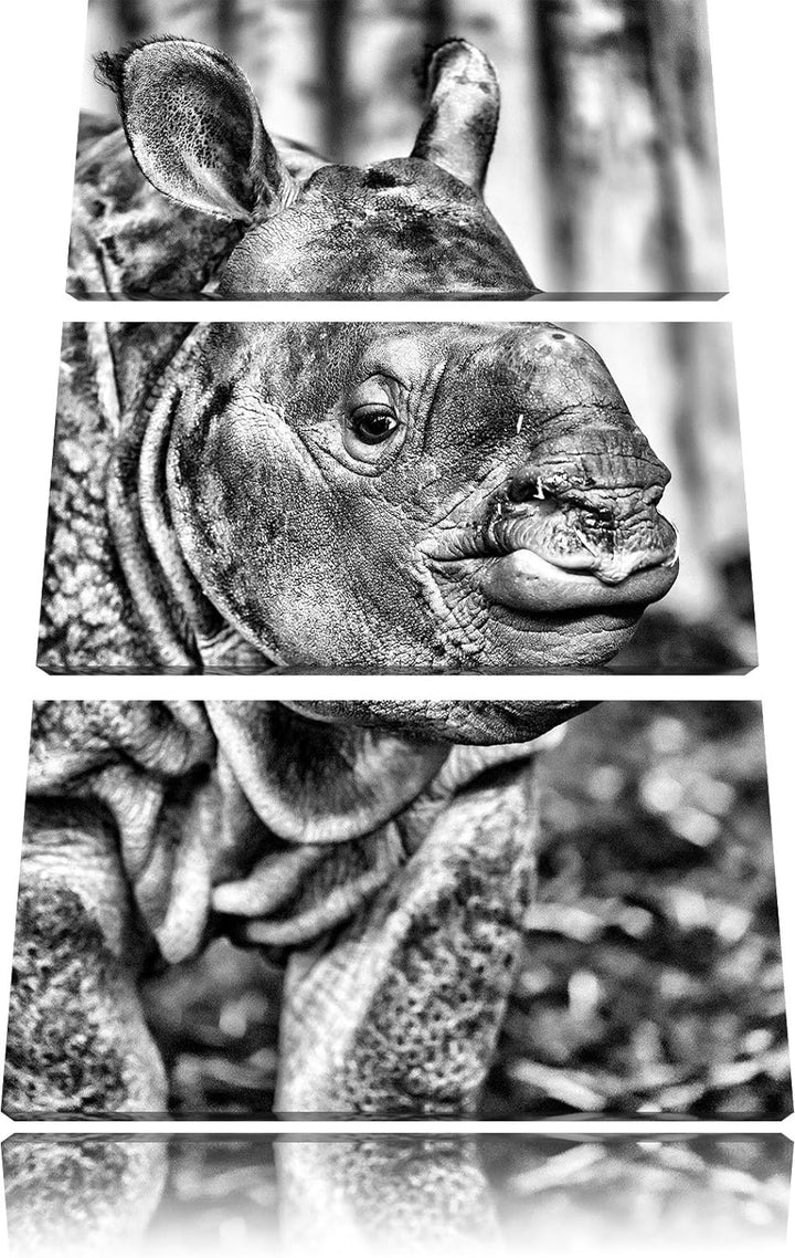 Pixxprint schönes Nashornjunges als Leinwandbild/Grösse: 3 Teilig (120x80) cm/Wandbild/Kunstdruck/fe