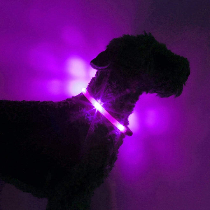LEUCHTIE® Leuchthalsband Plus Lavendel Grösse 45 I LED Halsband für Hunde I 100 h Leuchtdauer I wass