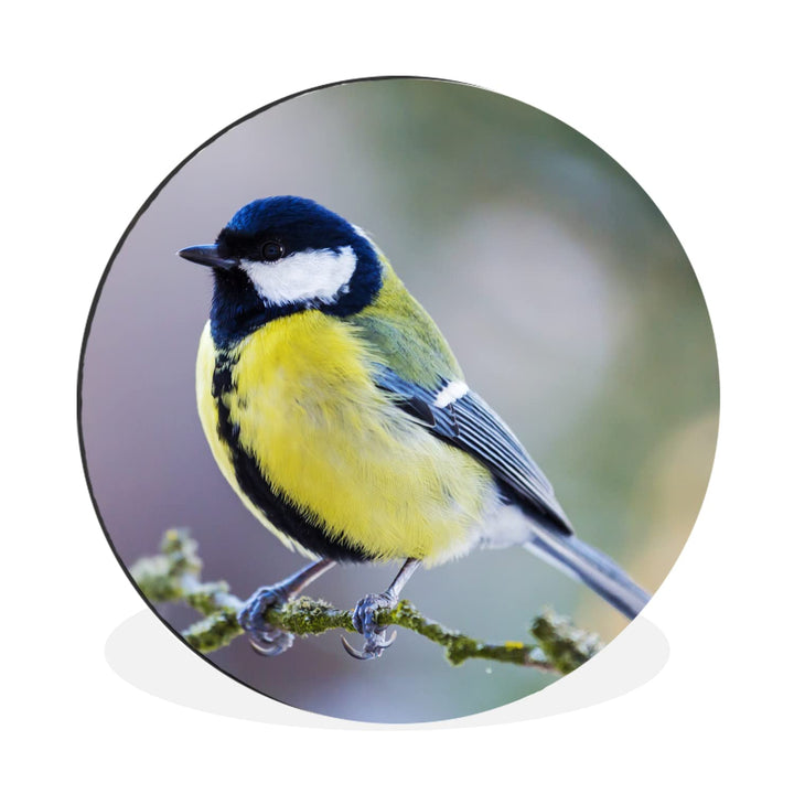 MuchoWow Wandbild Rund Wanddeko Deko Wohnzimmer Bilder 30x30 cm Kohlmeise - Vogel - Zweig
