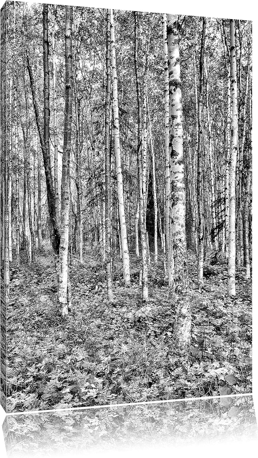 Monocrome, Birkenwald, Format: 100x70 auf Leinwand, XXL riesige Bilder fertig gerahmt mit Keilrahmen