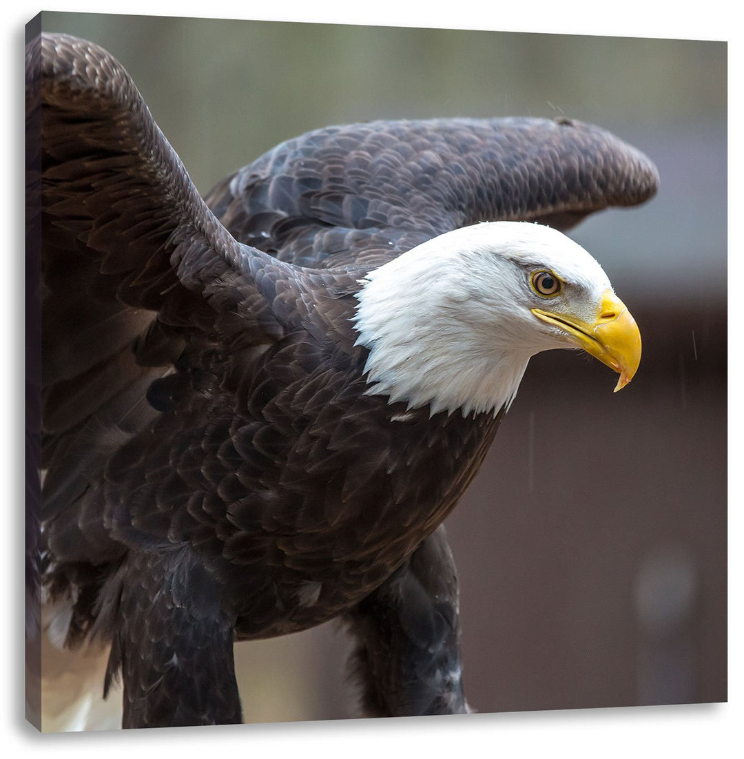 Pixxprint Adler, Format: 70x70 auf Leinwand, XXL riesige Bilder fertig gerahmt mit Keilrahmen, Kunst