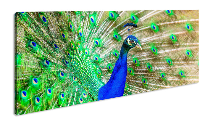 Eleganter, blauer Pfau Panorama 80x40 cm als Leinwandbild, Motiv fertig gerahmt auf Echtholzrahmen,