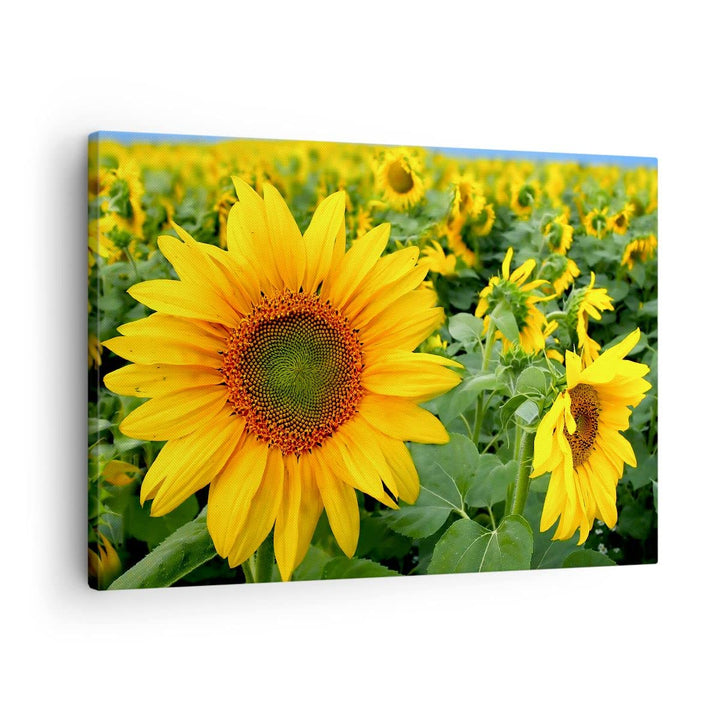 Bilder auf Leinwand Wolken Sonnenblumen Plantagen Leinwandbild 70x50cm Wandbilder Dekoration Wohnzim