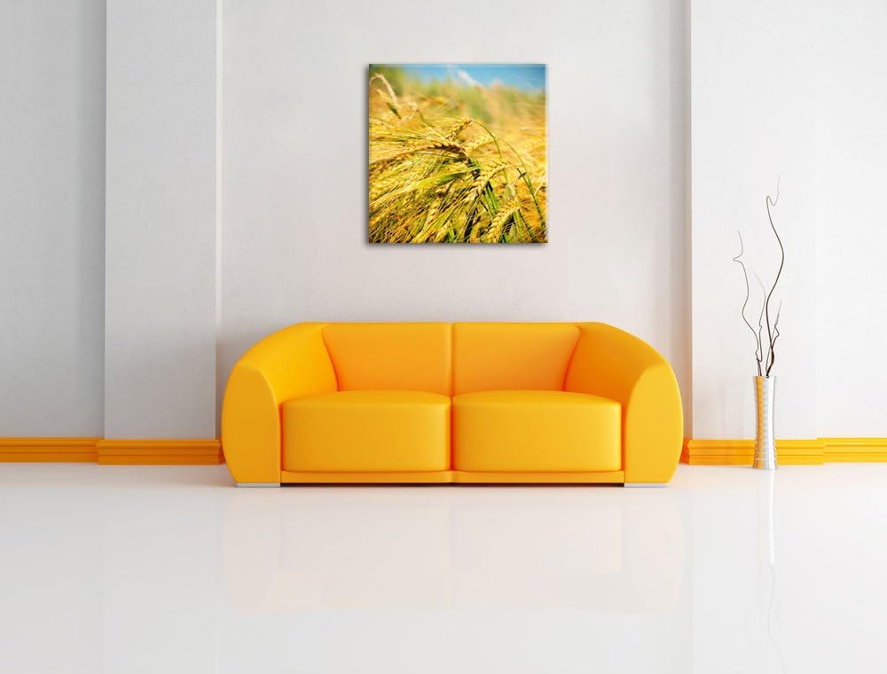 Goldene Getreide Ären, Format: 70x70 auf Leinwand, XXL riesige Bilder fertig gerahmt mit Keilrahmen,