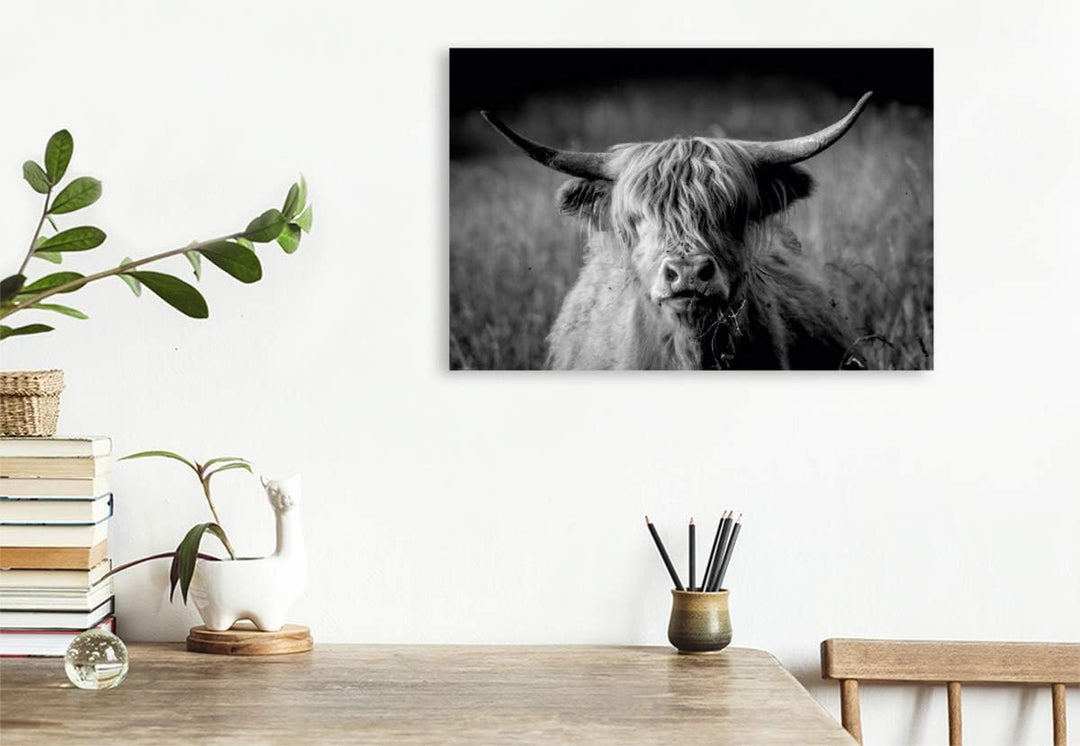Premium Textil-Leinwand 75 x 50 cm Quer-Format Schottisches Hochlandrind | Wandbild, HD-Bild auf Kei