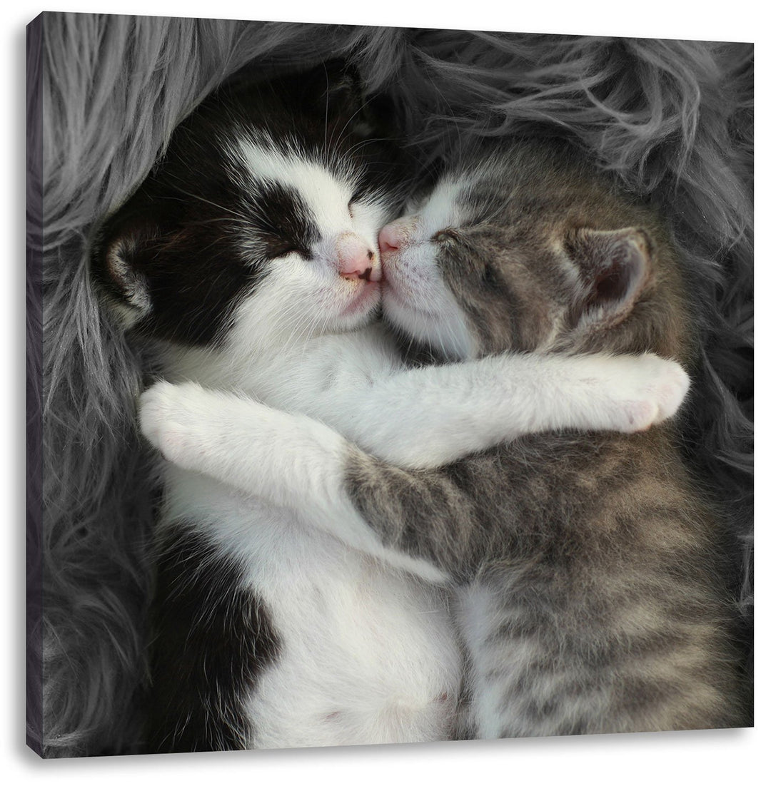 Pixxprint Zwei kuschelnde Kätzchen als Leinwandbild | Grösse: 70x70 cm | Wandbild | Kunstdruck | fer