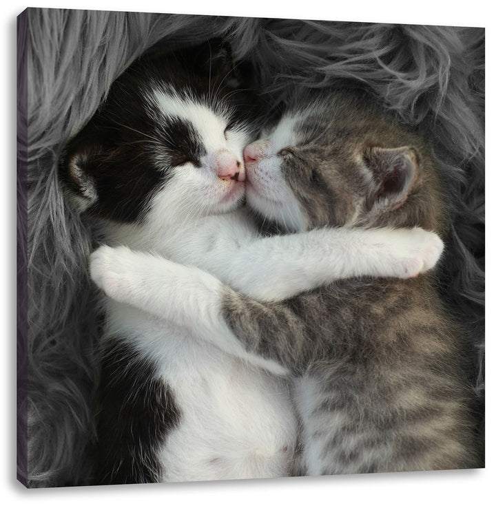 Pixxprint Zwei kuschelnde Kätzchen als Leinwandbild | Grösse: 70x70 cm | Wandbild | Kunstdruck | fer