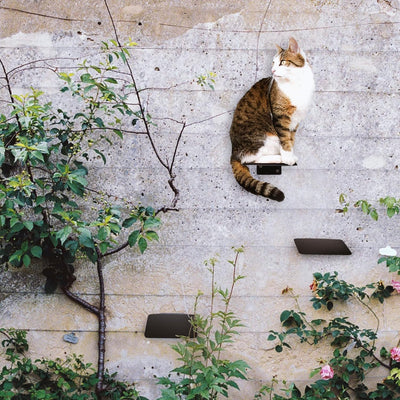 LucyBalu® Katzentreppe Wand Innen & Aussen 3er Set | Kletterwand für Katzen | Wandpark für Katzen bi