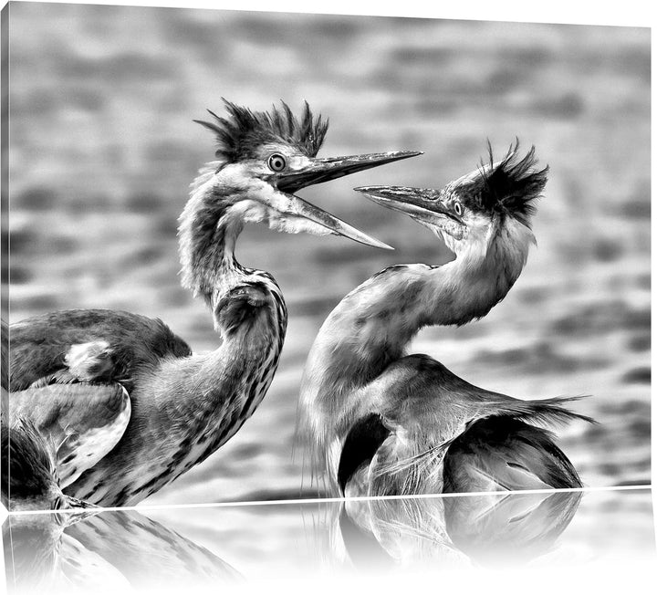 Monocrome, Zankende Vögel, Format: 100x70 auf Leinwand, XXL riesige Bilder fertig gerahmt mit Keilra