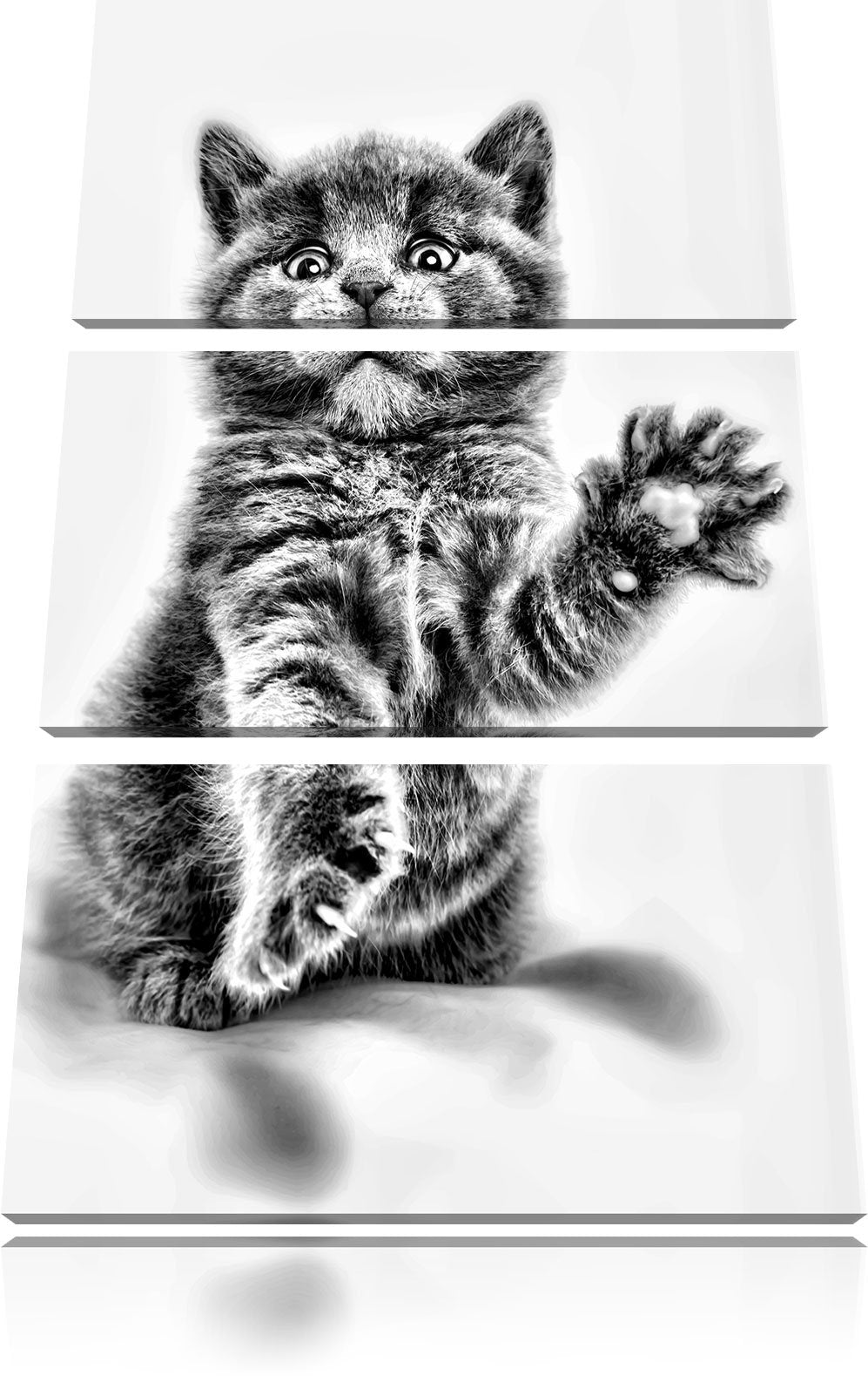 Pixxprint Babykatze die bettelt als Leinwandbild/Grösse: 3 Teilig (120x80) / Wandbild/Kunstdruck/fer