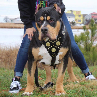 Bestia Maximus Echtleder Hundegeschirr. 100% Leder Weich gepolsterte Brustplatte Handgefertigt in Eu