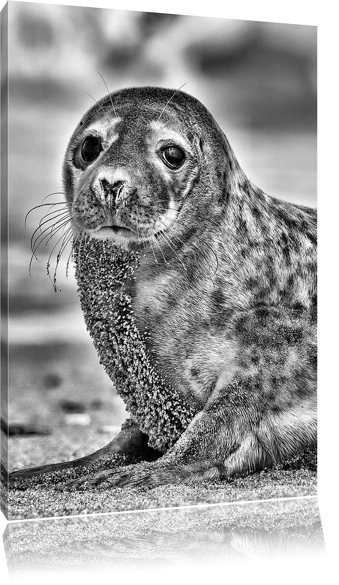 Pixxprint Monocrome, niedliche Robbe am Strand, Format: 100x70 auf Leinwand, 100x70