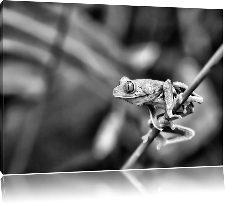 Pixxprint Grüner Kleiner Frosch auf AST als Leinwandbild/Grösse: 100x70 cm/Wandbild/Kunstdruck/ferti