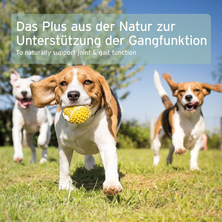 AniForte Grünlippmuschelpulver für Hunde 1kg - Natürliches Grünlippmuschel Pulver in Vollfettqualitä