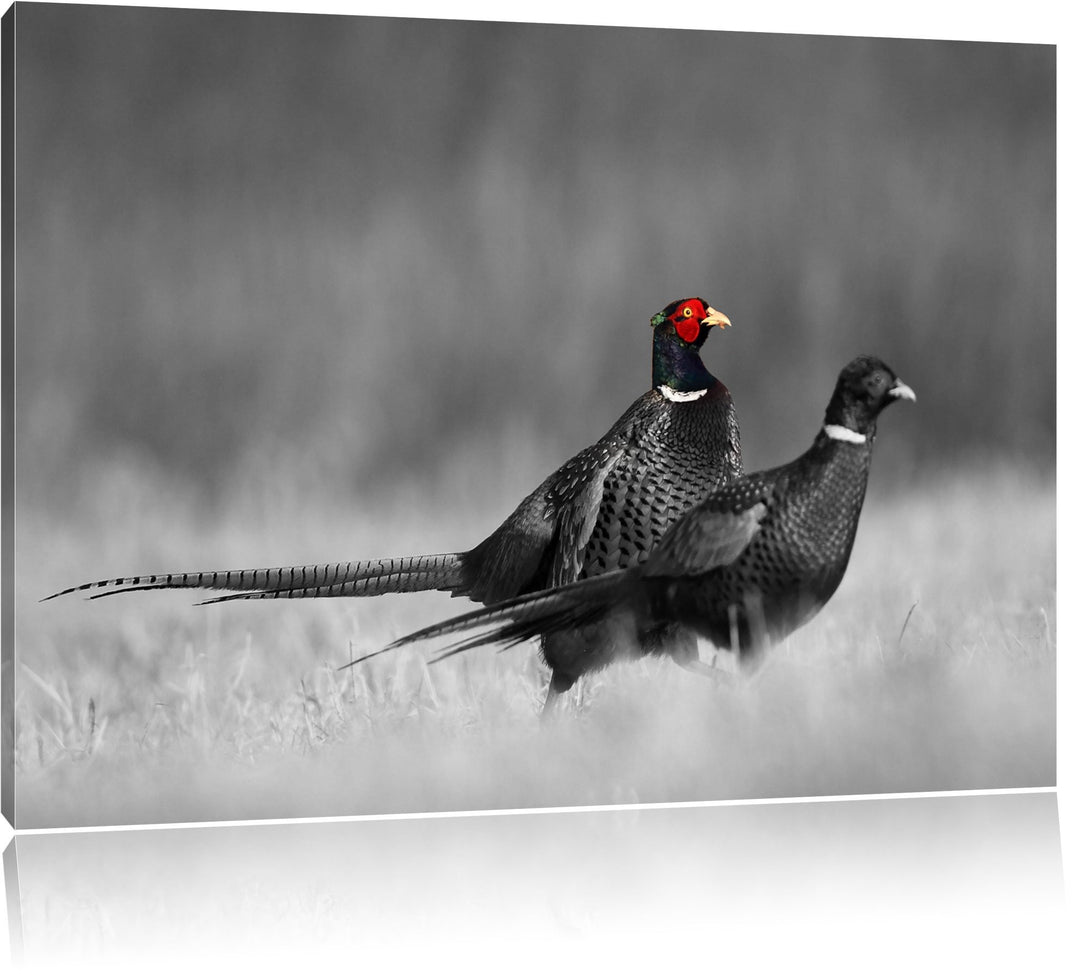 zwei Fasane auf Wiese schwarz/weiss Format: 100x70 auf Leinwand, XXL riesige Bilder fertig gerahmt m