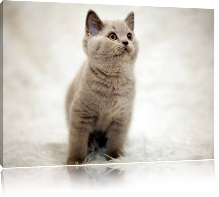 Pixxprint Niedliches Katzenbaby auf Teppich als Leinwandbild/Grösse: 100x70 cm/Wandbild/Kunstdruck/f