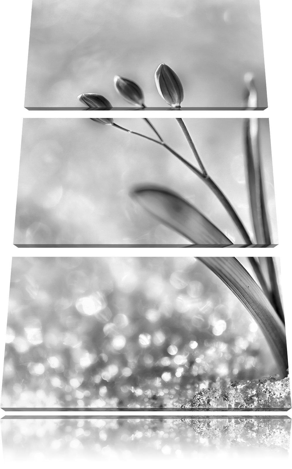 Pixxprint Monocrome, Blaue Knospen im Schnee 3-Teiler Leinwandbild 120x80 Bild auf Leinwand
