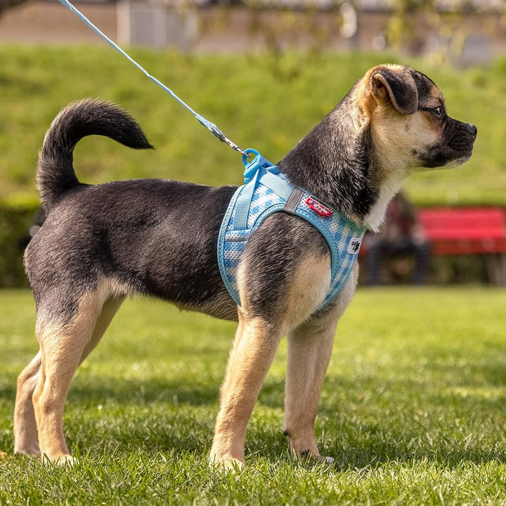 Vest Harness curli Clasp Air-Mesh SkyBlue-Caro M & Leash L, Skyblue-Caro M