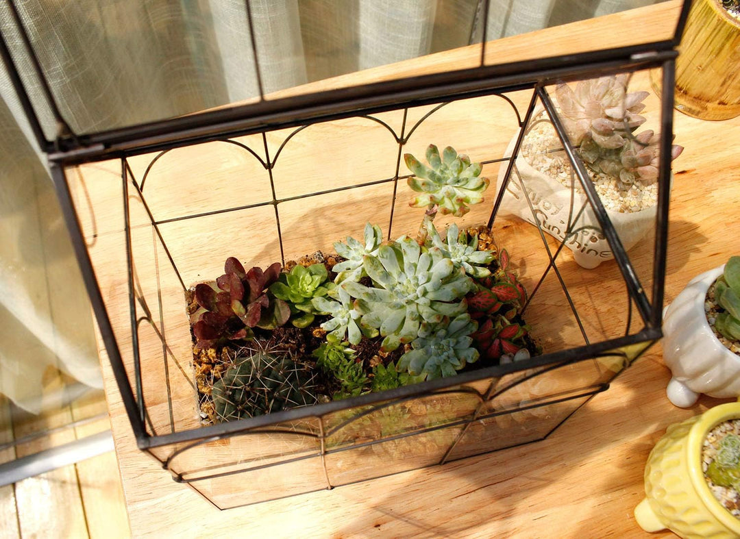 ElegantLife Geometrisches Terrarium aus Glas für Sukkulenten und Luftpflanzen (Keine Pflanze im Lief