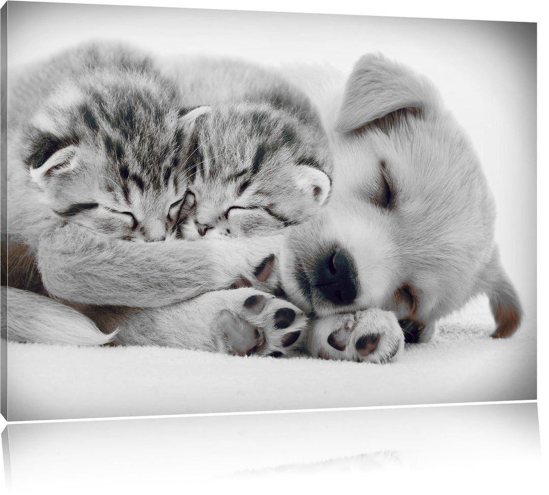Pixxprint Hundewelpe mit kleinen Kätzchen als Leinwandbild/Grösse: 100x70 / Wandbild/Kunstdruck/fert