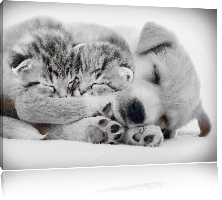 Pixxprint Hundewelpe mit kleinen Kätzchen als Leinwandbild/Grösse: 100x70 / Wandbild/Kunstdruck/fert