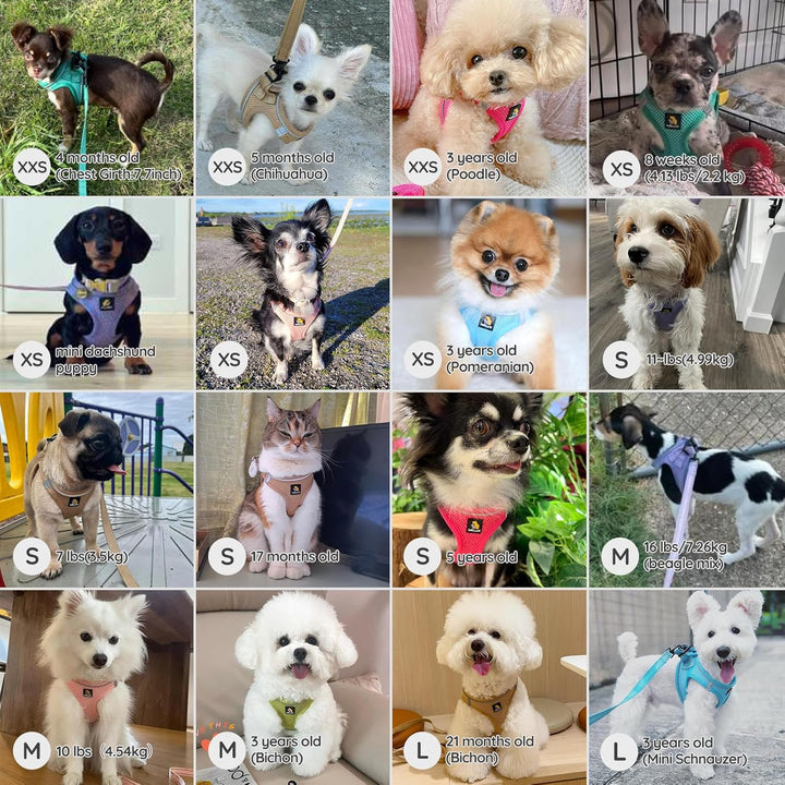 BELLA &amp; PAL Hundegeschirr Kleine Hunde mit Leine, Step-in Geschirr aus Air Mesh, Anti Zug Reflektier