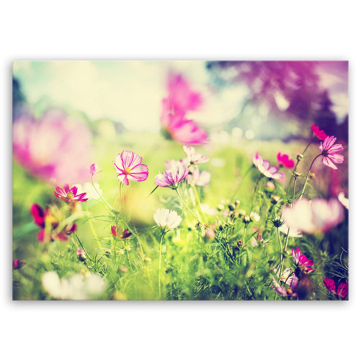 ge Bildet Bild auf Leinwand | Frühling - blumen natur Wiese rosa pink bunt L in 70x50 cm als Wandbil