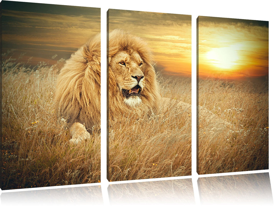 Pixxprint mächtiger Löwe als Leinwandbild/Grösse: 3 Teilig (120x80 cm) cm/Wandbild/Kunstdruck/fertig