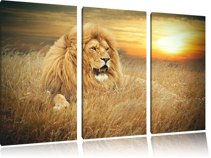 Pixxprint mächtiger Löwe als Leinwandbild/Grösse: 3 Teilig (120x80 cm) cm/Wandbild/Kunstdruck/fertig