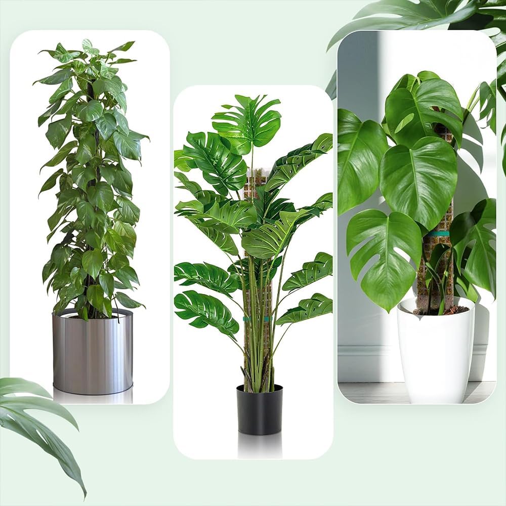 Moosstab Rankhilfe 6 Stück 61cm, Rankhilfe Zimmerpflanzen, Rankhilfe Monstera, Rankstab Monstera, Mi