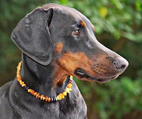 Bernsteinkette Hund, Bernstein Halsband Hund, Zeckenschutz Katze & Hunde, 100% Baltischer Bernstein