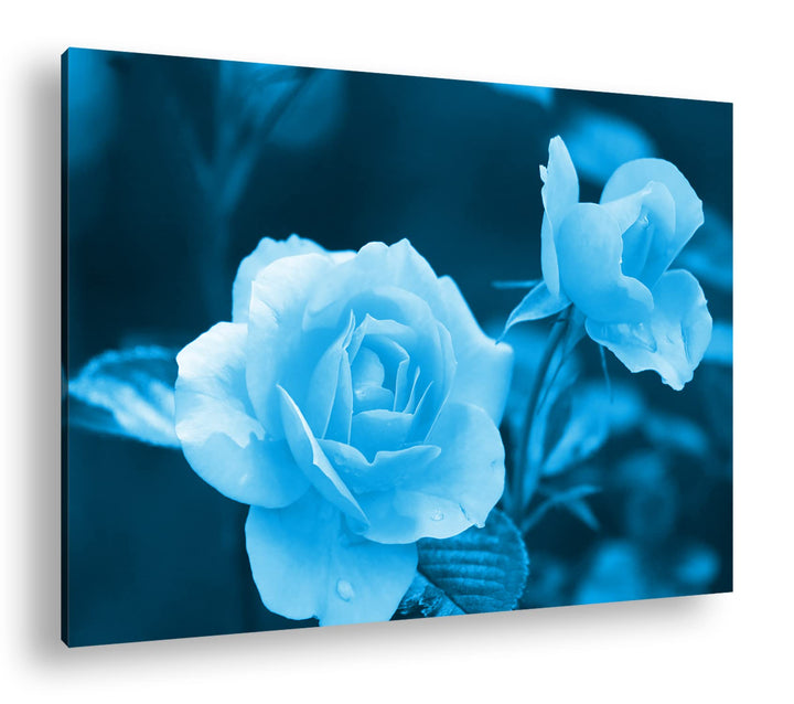 deyoli schöne orangene Blumen Format 80x60 Effekt: Monocrome Blau als Leinwandbild, Motiv fertig ger