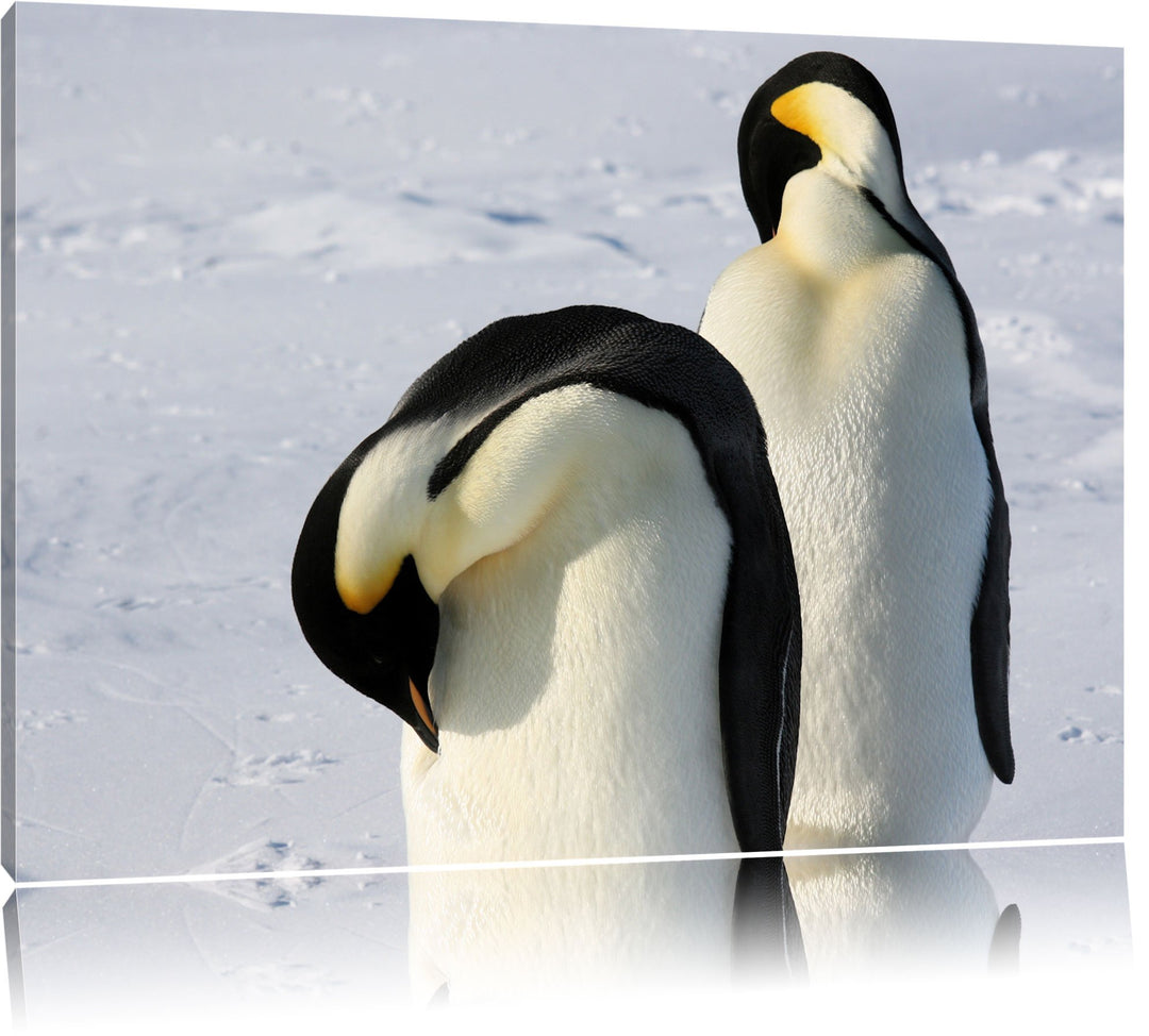 zwei Kaiserpinguine beim Putzen Leinwand, XXL riesige Bilder fertig gerahmt mit Keilrahmen, Kunstdru