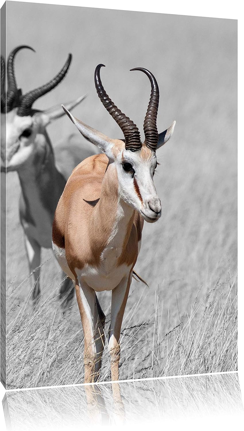 Pixxprint Tiere in Savanne, Rehe, Afrika als Leinwandbild/Grösse: 120x80 / Wandbild/Kunstdruck/ferti