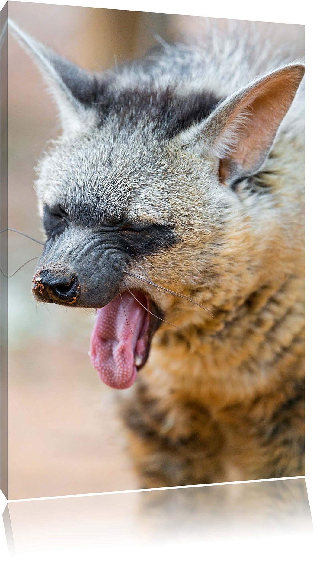 Pixxprint müde Hyäne auf Leinwand, XXL riesige Bilder fertig gerahmt mit Keilrahmen, Kunstdruck auf