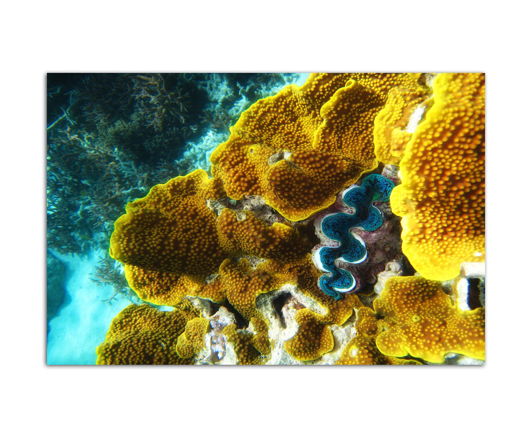 Paul Sinus Art 120x80cm - WANDBILD Korallen Riff Unterwasser Ozean - Leinwandbild auf Keilrahmen mod