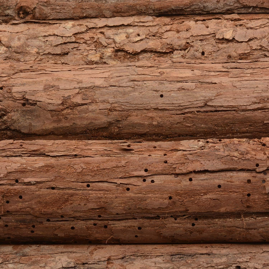 CKB LTD Holzhaus für Igel oder Meerschweinchen – Outdoor Schuppen – Hotel kann auch für den Wintersc