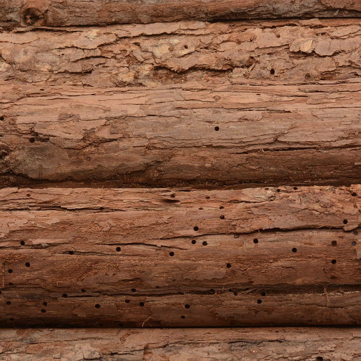 CKB LTD Holzhaus für Igel oder Meerschweinchen – Outdoor Schuppen – Hotel kann auch für den Wintersc
