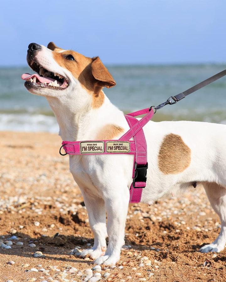 No Pull Hundegeschirr für kleine mittelgrosse Hunde, reflektierend ausbruchsicher verstellbar ohne Z