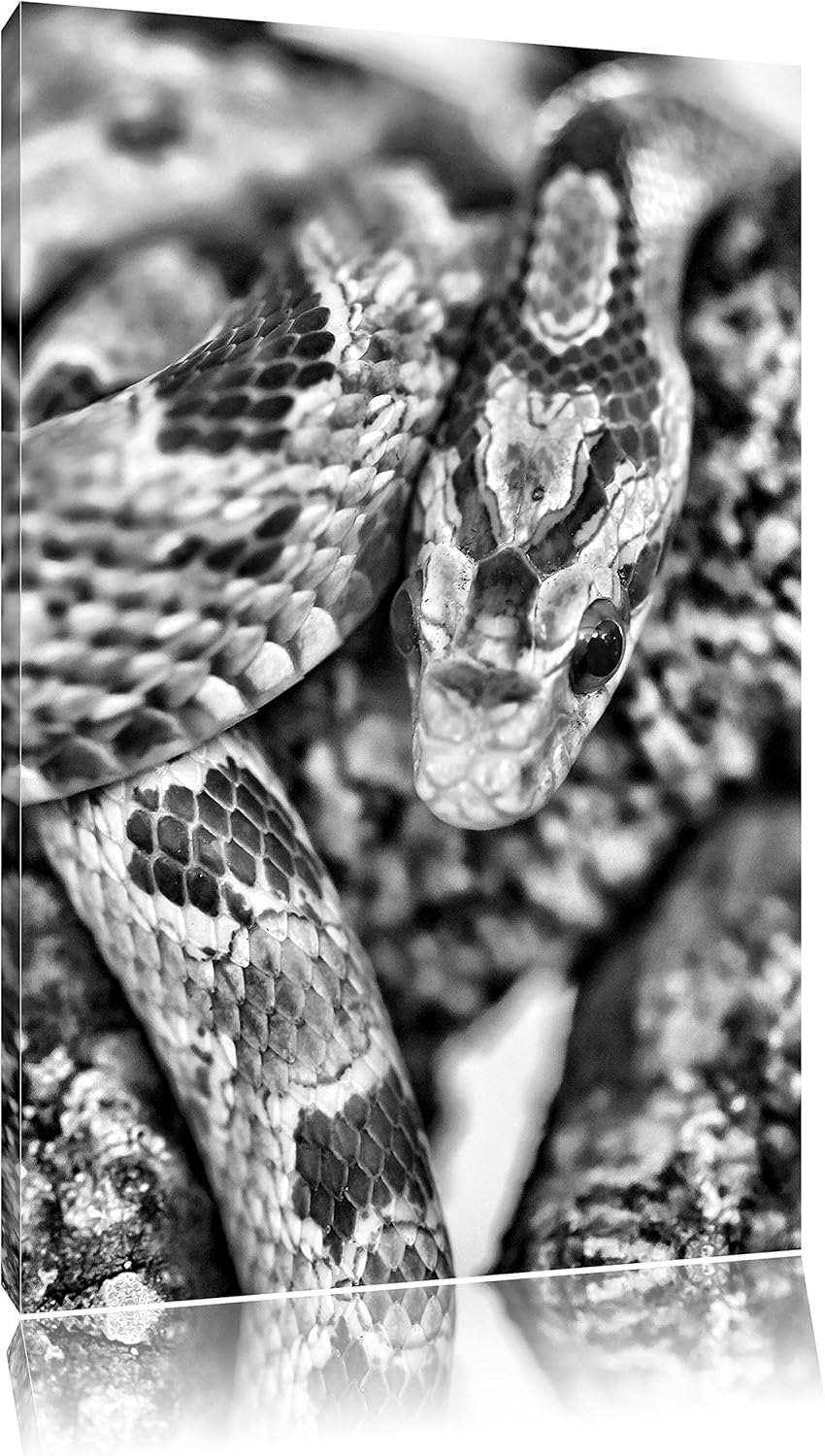 Pixxprint ruhende Kornnatter / 100x70cm Leinwandbild bespannt auf Holzrahmen/Wandbild Kunstdruck Dek