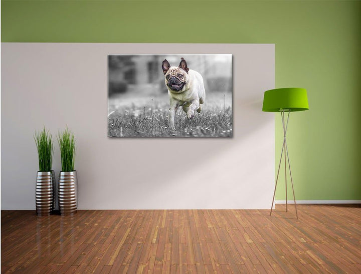 Rennender Mops B&W Detail, Format: 100x70 auf Leinwand, XXL riesige Bilder fertig gerahmt mit Keilra