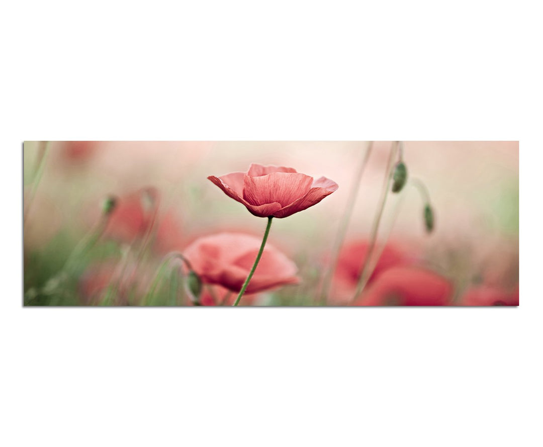 Paul Sinus Art Panoramabild auf Leinwand und Keilrahmen 150x50cm Mohnblumen Frühling Natur