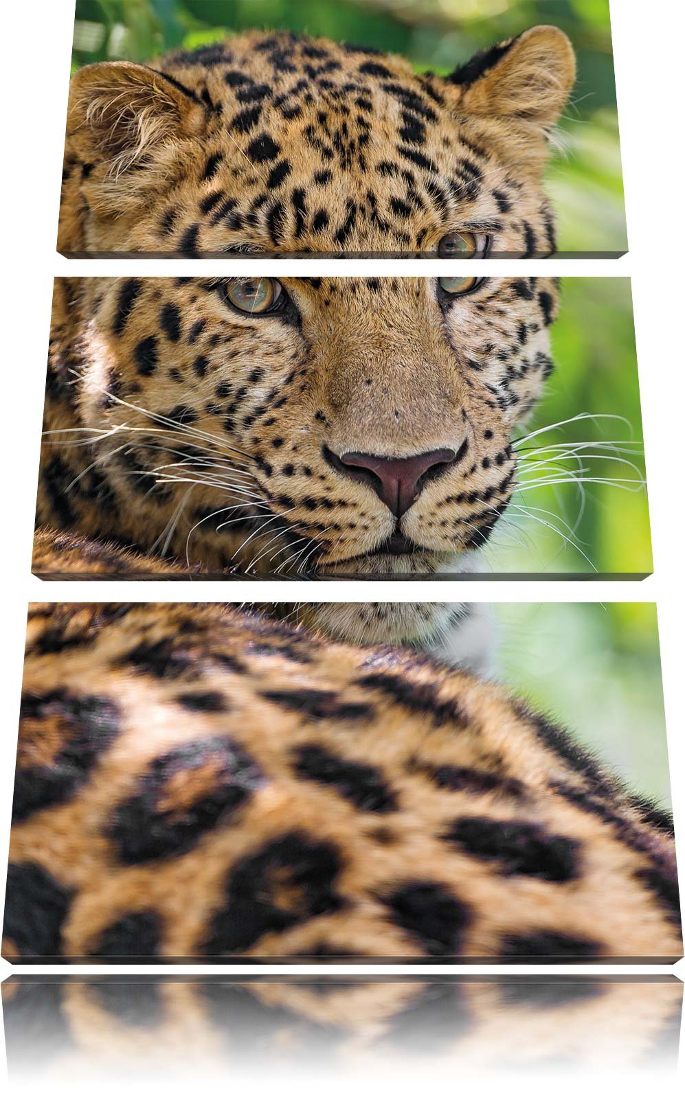 Pixxprint aufmerksamer Leopard im Schatten als Leinwandbild/Grösse: 3 Teilig (120x80) cm/Wandbild/Ku